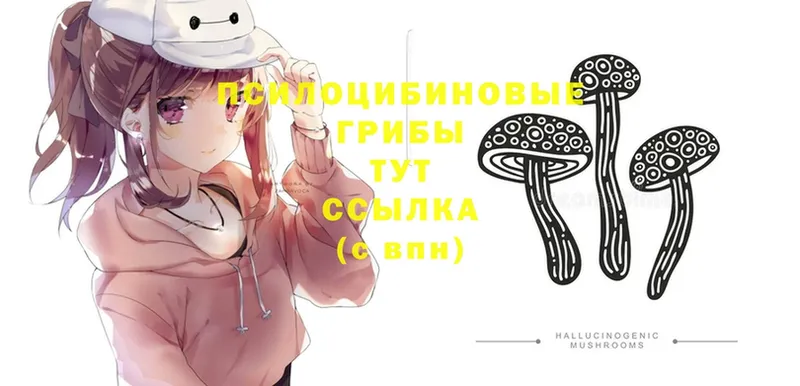 Псилоцибиновые грибы Psilocybine cubensis  Вельск 